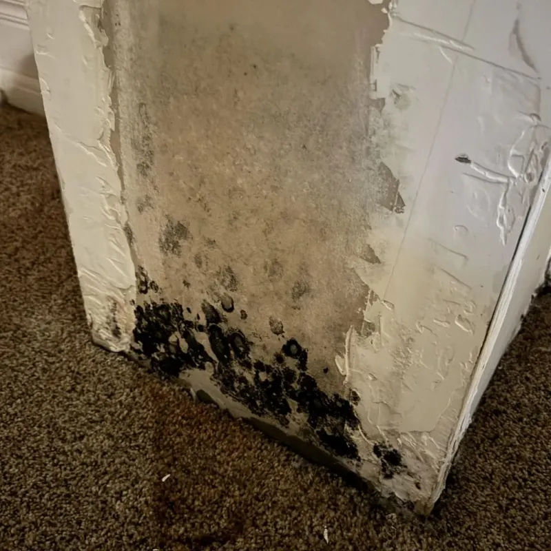 Professional Mold Removal in Brush Fork, WV